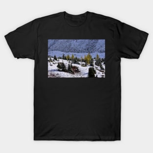 Gold Larch Trees. T-Shirt